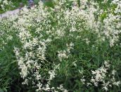 foto I fiori da giardino Fleeceflower Gigante, Il Vello Bianco Fiore, Drago Bianco, Polygonum alpinum, Persicaria polymorpha bianco