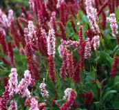 снимка Градински цветове Хималайската Knotweed, Хималайски Руно Цвете, Polygonum affine, Persicaria affinis винен