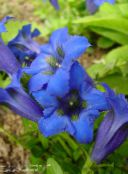 foto Flores de jardín Genciana, Genciana Sauce, Gentiana azul