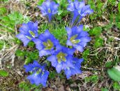 bilde Hage Blomster Gentian, Vier Gentian, Gentiana lyse blå