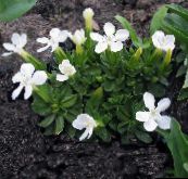 foto I fiori da giardino Genziana, Genziana Salice, Gentiana bianco