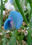 ფოტო ბაღის ყვავილები ტკბილი ბარდა, Lathyrus odoratus ღია ლურჯი