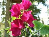 fotografija Vrtno Cvetje Sweet Pea, Lathyrus odoratus rdeča
