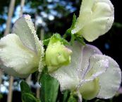 ფოტო ბაღის ყვავილები ტკბილი ბარდა, Lathyrus odoratus თეთრი