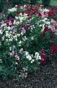 fénykép Kerti Virágok Cukorborsó, Lathyrus odoratus fehér