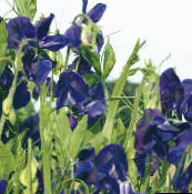 foto Have Blomster Sweet Pea, Lathyrus odoratus blå