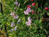 φωτογραφία Λουλούδια κήπου Λάθυρος, Lathyrus odoratus πασχαλιά