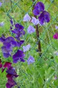 fotografie Záhradné kvety Hrachor Vonný, Lathyrus odoratus fialový