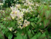 foto Flores de jardín Epimedium Longspur, Barrenwort blanco