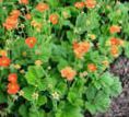 снимка Градински цветове Омайниче, Geum оранжев