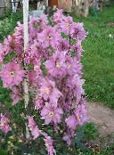 photo les fleurs du jardin Delphinium rose