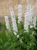 снимка Градински цветове Делфиниум, Delphinium бял