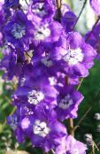 foto Aed Lilled Delphinium purpurne