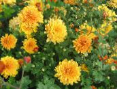fotografie Záhradné kvety Dendranthema oranžový
