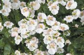 foto Flores do Jardim Diascia, Twinspur branco