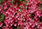 foto Flores do Jardim Diascia, Twinspur vermelho