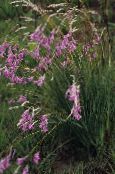 φωτογραφία Λουλούδια κήπου Αγγέλου Καλάμι, Νεράιδα Ραβδί, Wandflower, Dierama πασχαλιά