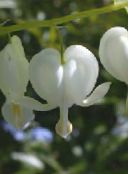 фото Садовые цветы Дицентра (Разбитое сердце), Dicentra spectabilis белый