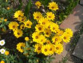 foto I fiori da giardino Cape Calendula, Margherita Africana, Dimorphotheca giallo