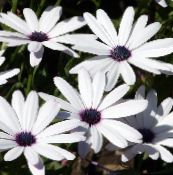 foto I fiori da giardino Cape Calendula, Margherita Africana, Dimorphotheca bianco