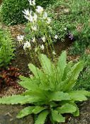 φωτογραφία Λουλούδια κήπου Shooting Star, Αμερικανός, Πασχαλίτσα, Ινδική Επικεφαλής, Επικεφαλής Κόκορα, Ροζ Φλαμίνγκο Φυτό, Dodecatheon λευκό