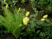照片 园林花卉 豹的祸根, Doronicum orientale 黄