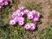 фото Бақша Гүлдер Doroteantus (Mesembryanthemum Margaritotsvetkovy), Dorotheanthus (Mesembryanthemum) қызғылт