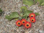 czerwony Doroteantus (Mesembryanthemum Margaritotsvetkovy)