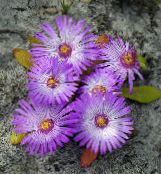 снимка Градински цветове Ливингстън Маргаритка, Dorotheanthus (Mesembryanthemum) люляк