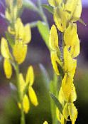 foto I fiori da giardino Greenweed Del Tintore, Genista tinctoria giallo