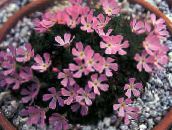 照片  Douglasia，洛矶山矮报春花，vitaliana 粉红色