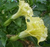 photo Garden Flowers Angel's trumpet, Devil's Trumpet, Horn of Plenty, Downy Thorn Apple, Datura metel yellow