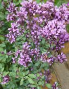 照片 园林花卉 牛至, Origanum 紫丁香