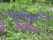 снимка Градински цветове Сигнална Тръба, Bugleweed, Ajuga светло синьо