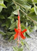 nuotrauka Sodo Gėlės Narrowleaf California Fuksija, Šerkšnas Fuksija, Kolibris Trimitas, Zauschneria oranžinis