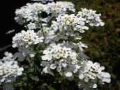 фото Садовые цветы Иберис, Iberis белый