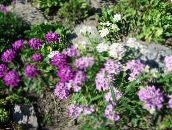 foto Flores do Jardim Ibero, Iberis lilás
