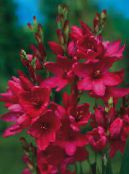 zdjęcie Ogrodowe Kwiaty Ixia czerwony