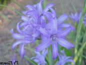 foto Have Blomster Lily-Of-The-Altai, Lavendel Bjerg Lilje, Sibirisk Lilje, Himmelblå Bjerg Lilje, Tandsten Lilje, Ixiolirion lyseblå