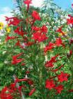 ფოტო ბაღის ყვავილები დგას კვიპაროსი, ალისფერი Gilia, Ipomopsis წითელი