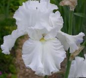 φωτογραφία Λουλούδια κήπου Ίρις, Iris barbata λευκό