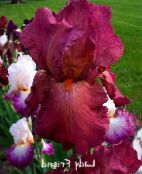 fotografie Gradina Flori Iris, Iris barbata burgundia
