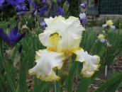 foto Trädgårdsblommor Iris, Iris barbata gul