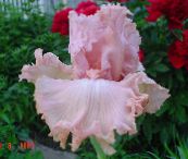 снимка Градински цветове Ирис, Iris barbata розов