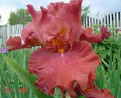 φωτογραφία Λουλούδια κήπου Ίρις, Iris barbata κόκκινος