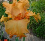 снимка Градински цветове Ирис, Iris barbata оранжев