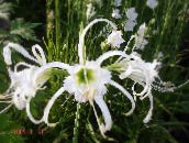 fotografie Záhradné kvety Pavúk Ľalie, Ismene, More Narcis, Hymenocallis biely