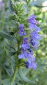 bilde Hage Blomster Isop, Hyssopus officinalis lyse blå