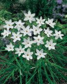 fehér Tavaszi Starflower