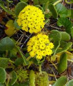 снимка Градински цветове Пясък Върбинка, Abronia жълт